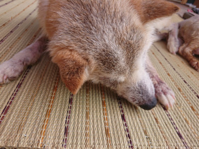 f:id:roukenhome-ann:20190814105857j:plain
