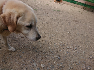 f:id:roukenhome-ann:20190814105923j:plain