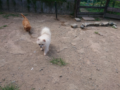 f:id:roukenhome-ann:20190814110923j:plain