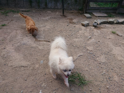 f:id:roukenhome-ann:20190814110928j:plain