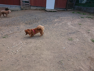 f:id:roukenhome-ann:20190814110934j:plain