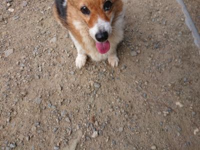 f:id:roukenhome-ann:20190814111332j:plain