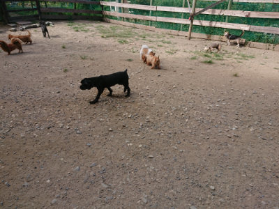 f:id:roukenhome-ann:20190814111811j:plain
