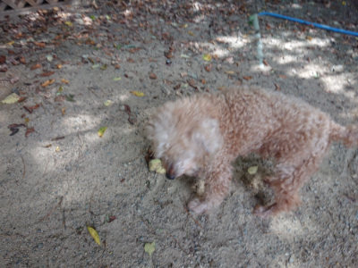 f:id:roukenhome-ann:20190814112421j:plain