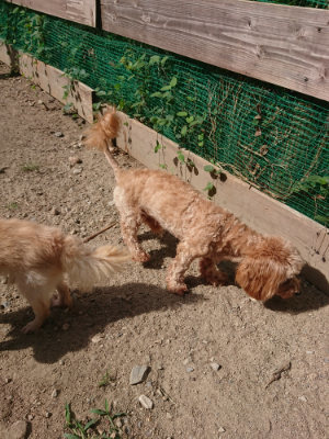 f:id:roukenhome-ann:20190814113534j:plain f:id:roukenhome-ann:20190814113534j:plain