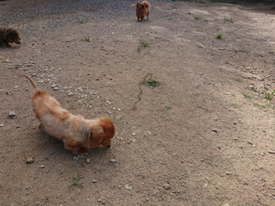 f:id:roukenhome-ann:20190814113608j:plain f:id:roukenhome-ann:20190814113608j:plain