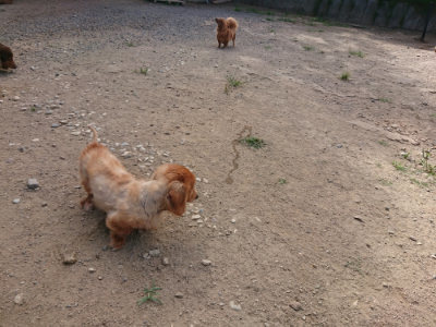 f:id:roukenhome-ann:20190814113659j:plain f:id:roukenhome-ann:20190814113659j:plain