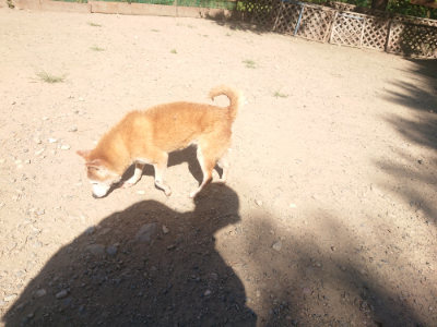f:id:roukenhome-ann:20190814113731j:plain f:id:roukenhome-ann:20190814113731j:plain