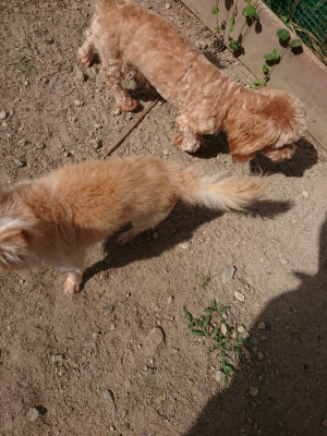 f:id:roukenhome-ann:20190814113748j:plain f:id:roukenhome-ann:20190814113748j:plain