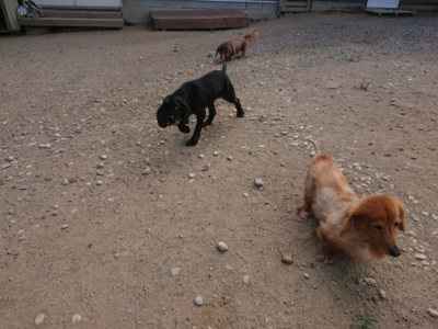 f:id:roukenhome-ann:20190814114258j:plain f:id:roukenhome-ann:20190814114258j:plain