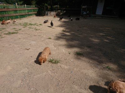 f:id:roukenhome-ann:20190814114341j:plain f:id:roukenhome-ann:20190814114341j:plain