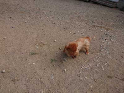 f:id:roukenhome-ann:20190814114418j:plain f:id:roukenhome-ann:20190814114418j:plain