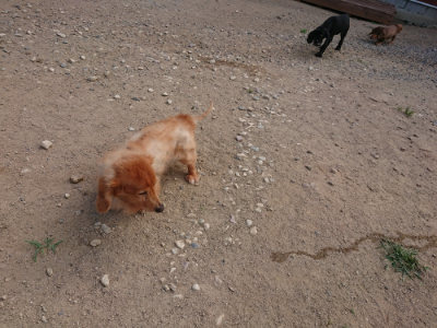 f:id:roukenhome-ann:20190814114554j:plain f:id:roukenhome-ann:20190814114554j:plain