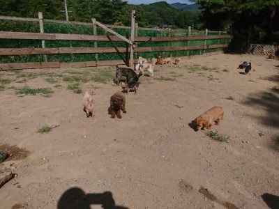 f:id:roukenhome-ann:20190814114801j:plain f:id:roukenhome-ann:20190814114801j:plain