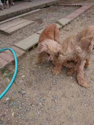 f:id:roukenhome-ann:20190814115356j:plain f:id:roukenhome-ann:20190814115356j:plain