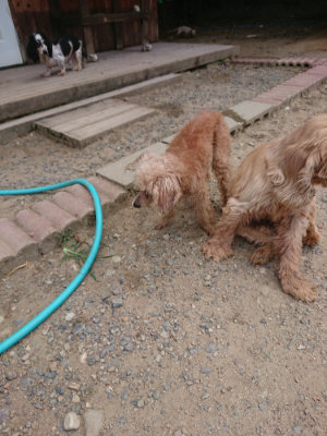 f:id:roukenhome-ann:20190814115406j:plain f:id:roukenhome-ann:20190814115406j:plain