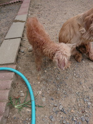 f:id:roukenhome-ann:20190814115446j:plain f:id:roukenhome-ann:20190814115446j:plain