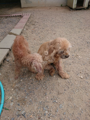 f:id:roukenhome-ann:20190814115507j:plain f:id:roukenhome-ann:20190814115507j:plain