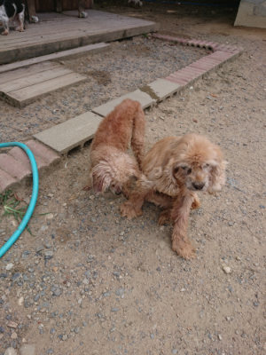 f:id:roukenhome-ann:20190814115526j:plain f:id:roukenhome-ann:20190814115526j:plain