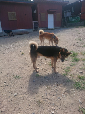 f:id:roukenhome-ann:20190814115540j:plain f:id:roukenhome-ann:20190814115540j:plain