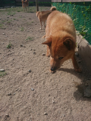 f:id:roukenhome-ann:20190814120259j:plain f:id:roukenhome-ann:20190814120259j:plain