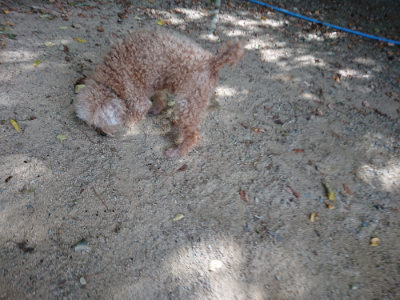 f:id:roukenhome-ann:20190814120304j:plain f:id:roukenhome-ann:20190814120304j:plain