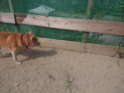 f:id:roukenhome-ann:20190814120329j:plain f:id:roukenhome-ann:20190814120329j:plain