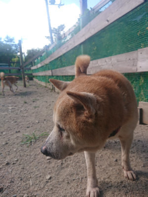 f:id:roukenhome-ann:20190814120502j:plain f:id:roukenhome-ann:20190814120502j:plain