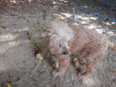 f:id:roukenhome-ann:20190814120619j:plain f:id:roukenhome-ann:20190814120619j:plain