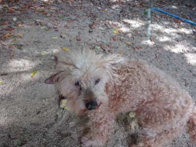 f:id:roukenhome-ann:20190814120652j:plain f:id:roukenhome-ann:20190814120652j:plain