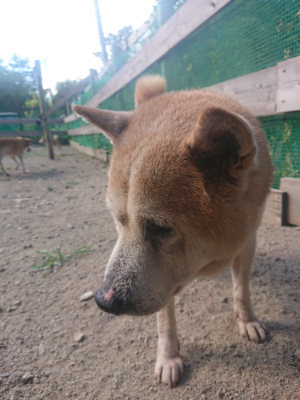 f:id:roukenhome-ann:20190814120716j:plain f:id:roukenhome-ann:20190814120716j:plain