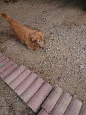 f:id:roukenhome-ann:20190814120821j:plain f:id:roukenhome-ann:20190814120821j:plain
