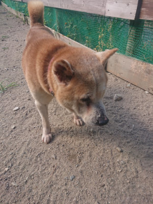 f:id:roukenhome-ann:20190814120854j:plain f:id:roukenhome-ann:20190814120854j:plain