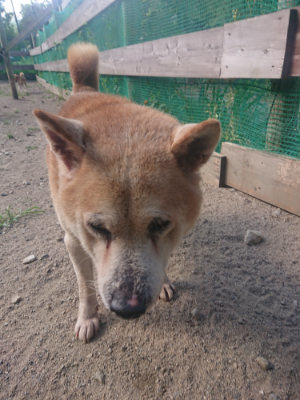 f:id:roukenhome-ann:20190814120859j:plain f:id:roukenhome-ann:20190814120859j:plain