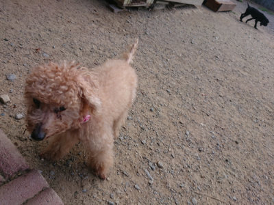 f:id:roukenhome-ann:20190814120957j:plain f:id:roukenhome-ann:20190814120957j:plain