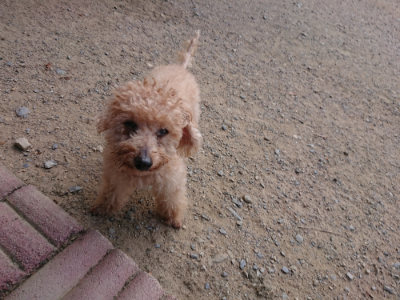 f:id:roukenhome-ann:20190814121014j:plain f:id:roukenhome-ann:20190814121014j:plain