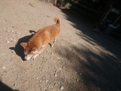 f:id:roukenhome-ann:20190814121213j:plain f:id:roukenhome-ann:20190814121213j:plain