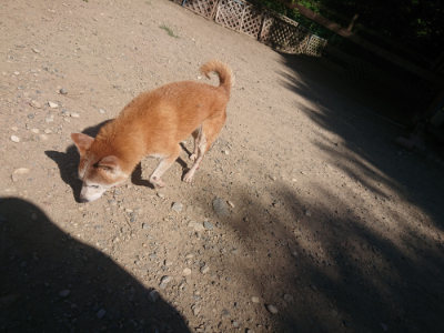f:id:roukenhome-ann:20190814121426j:plain f:id:roukenhome-ann:20190814121426j:plain