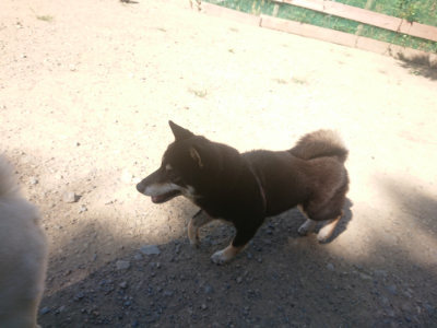 f:id:roukenhome-ann:20190814121622j:plain f:id:roukenhome-ann:20190814121622j:plain