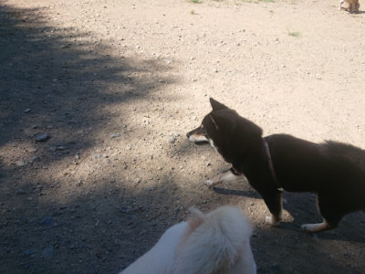 f:id:roukenhome-ann:20190814121641j:plain f:id:roukenhome-ann:20190814121641j:plain