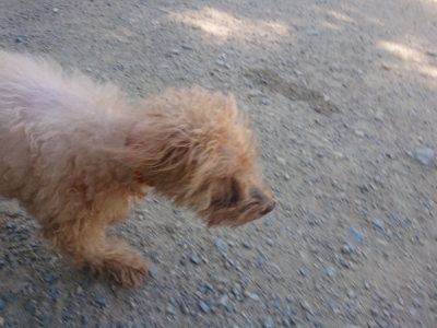 f:id:roukenhome-ann:20190814121748j:plain f:id:roukenhome-ann:20190814121748j:plain