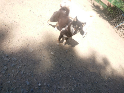 f:id:roukenhome-ann:20190814122039j:plain f:id:roukenhome-ann:20190814122039j:plain