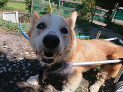f:id:roukenhome-ann:20190814123408j:plain f:id:roukenhome-ann:20190814123408j:plain
