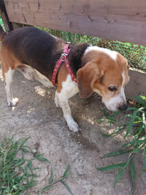 f:id:roukenhome-ann:20190814123415j:plain f:id:roukenhome-ann:20190814123415j:plain