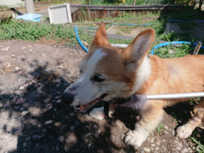 f:id:roukenhome-ann:20190814123420j:plain f:id:roukenhome-ann:20190814123420j:plain