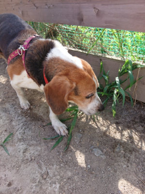 f:id:roukenhome-ann:20190814123507j:plain f:id:roukenhome-ann:20190814123507j:plain