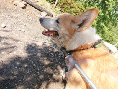 f:id:roukenhome-ann:20190814123548j:plain f:id:roukenhome-ann:20190814123548j:plain