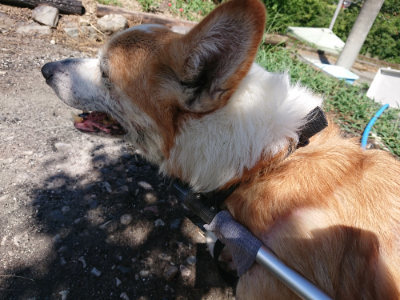 f:id:roukenhome-ann:20190814123553j:plain f:id:roukenhome-ann:20190814123553j:plain