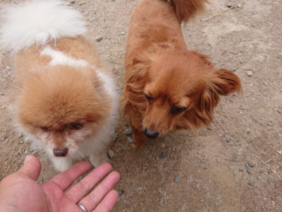 f:id:roukenhome-ann:20190814152645j:plain