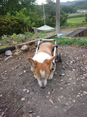f:id:roukenhome-ann:20190814152652j:plain